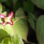 Epimedium bloom with some rare sun