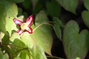 Epimedium bloom with some rare sun