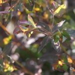 Euphorbia blooming in lime green and burgundy - wow