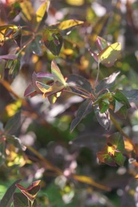 Euphorbia blooming in lime green and burgundy - wow