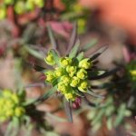 Euphorbia bloom the size of a dime