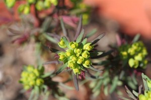 Euphorbia bloom the size of a dime