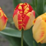 Golden Apledoorn Tulips