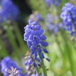 Grape Hyacinths