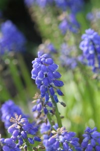 Grape Hyacinths