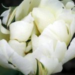 Green Emperor Tulip