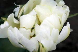 Green Emperor Tulip