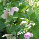 Hellebores are still going strong