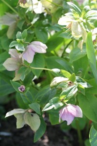 Hellebores are still going strong