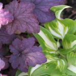 Hosta & Heuchera