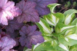 Hosta & Heuchera