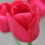 Ile de France Tulip