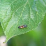 Ladybug Larva (Medium)