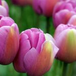 Lavender Jewel Tulips