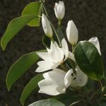 My Mini Magnolia