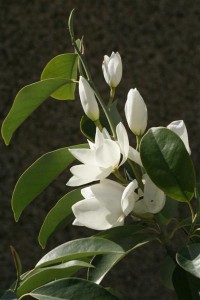 My Mini Magnolia