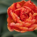 Miranda Tulip Orange