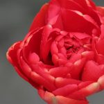 Miranda Tulip Red