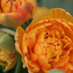 Miranda Tulips Yellow-Orange