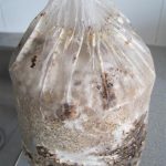 My Shitake Mushroom Block