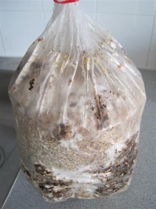 My Shitake Mushroom Block