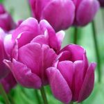 Nagrita tulips