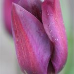 Night Life Tulip