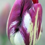 NightlifeTulip
