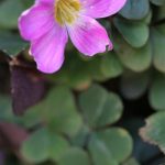 A Purple Oxalis in bloom