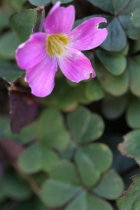 A Purple Oxalis in bloom