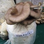 Oyster Mushroom Block