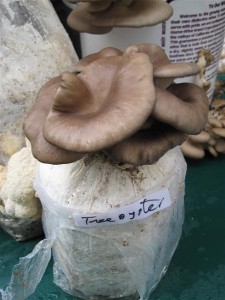 Oyster Mushroom Block