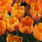 Painted Orange Tulips