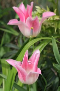 Pink Tulips