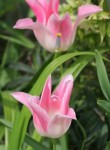 Pink Tulips