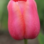 Pink and Oragne Tulip
