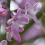 Puple Lilac Close up