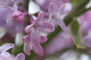 Puple Lilac Close up