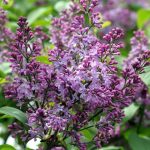 Purple Lilac