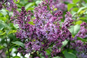 Purple Lilac