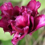 Purple Parrot Tulip