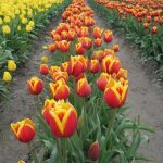 Rows of Elite Apledoorn Tulips