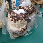 Shitake Mushroom Block on Display