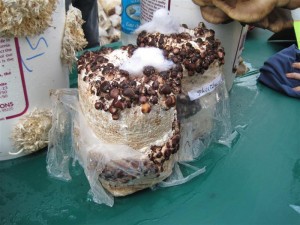 Shitake Mushrooms Blocks On Display