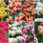 Tulip Festival (Large)