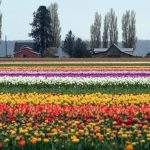 Tulip Town at the 27 Annual Skagit Valley Tulip Festival