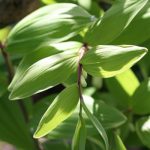 Variegated Solomons Seal