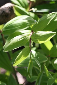 Variegated Solomons Seal
