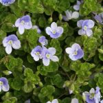 Veronica Speedwell planted between my pavers