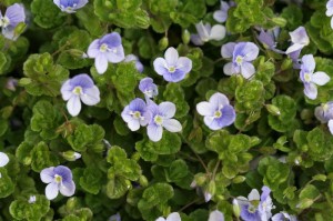 Veronica Speedwell planted between my pavers